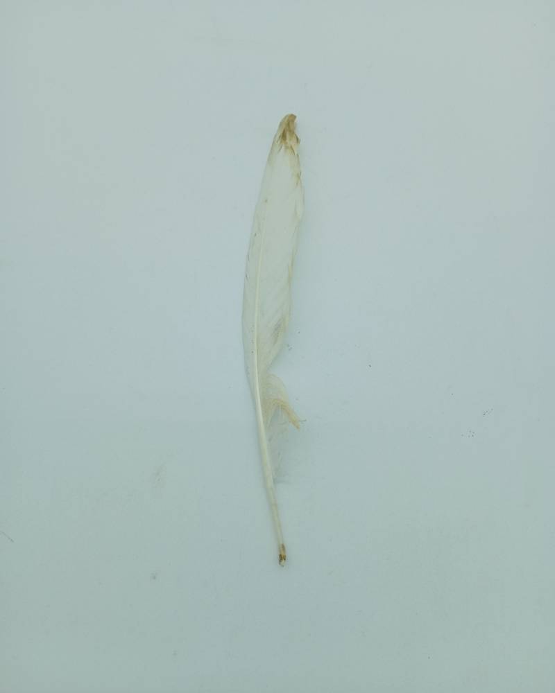 Plume de héron garde-bœufs – Image 2