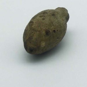 Gardenia erubescens