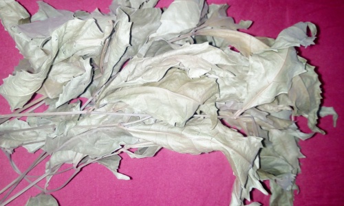 Feuilles Hysope Africaine – Image 3